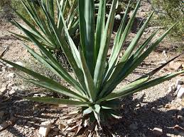 Image result for Agave sisalana