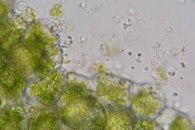 Image result for Parkeriaceae