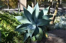 Image result for Agave attenuata
