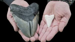 Coloring book with shark and treasure. Florida Woman Finds Megalodon Tooth While Out Walking Her Dog