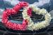 Rose Wedding Car Design