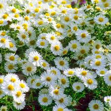 Image result for Aster harveyanus