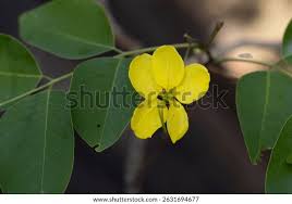 Image result for Cassia burttii