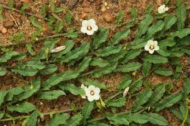 Image result for Xenostegia tridentata