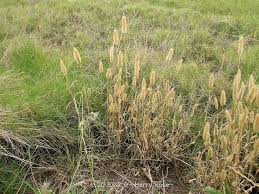 Image result for Polypogon monspeliensis