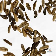 Image result for Dierama densiflorum