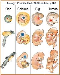 Pembuluh darah utama pada embrio adalah pembuluh yang membawa. Biologi Gonzaga Pre Test Evolusi
