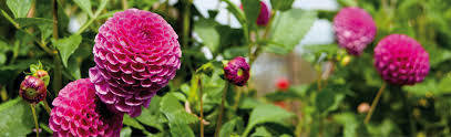 Bei der auswahl der saisonalen blühpflanzen für den sommer sollten sie auf folgende eigenschaften der blüher achten die blumen blühen den ganzen sommer über und stellen keine besonderen ansprüche an die pflege. Knappe Baumarkt Dahlien Richtig Uberwintern