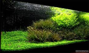 Image result for Blyxa