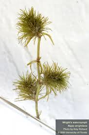 Image result for Najadaceae