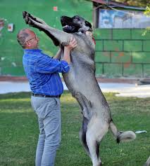 200 Bin Liralik Kangal In Yavrulari Icin Siraya Girdiler Ntv