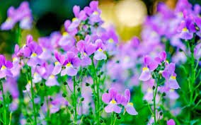 Image result for Nemesia