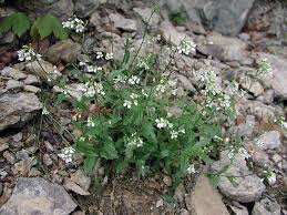 Image result for Arabis alpina