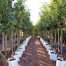 Fruit trees require work, and the amount of work you put into them directly correlates to yield and fruit quality. About King Co Tree Nursery