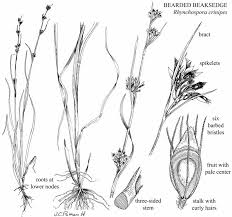 Image result for Rhynchospora brevirostris