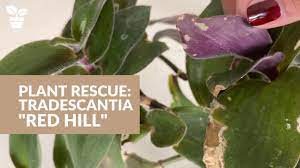 The posting this photo of t. Plant Rescue Tradescantia Red Hill Care Youtube