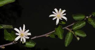 Image result for Grewia praecox