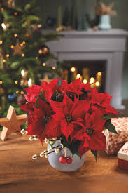 We've heard a lot of flower delivery requests from customers over the years and your reasons for sending a christmas bouquet may vary. 13 Golden Rules To Extend The Lifespan Of Your Poinsettia Poinsettia Plant Poinsettia Care Christmas Plants