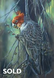 Steve Morvell Australian Wildlife Artist Pastel Painting A Question Of Trust Gang Gang Cockatoo Parrots Art Farm Animal Painting Wildlife Artists