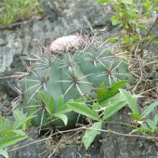 Cacti can be propagated in several ways. Pdf Seed Germination Of Melocactus Sergipensis N P Taylor M V Meiado The Newest Brazilian Cactus Destined For Extinction