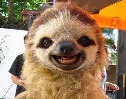 Gulen Hayvanlar Smiling Animals Happy Animals Sloth