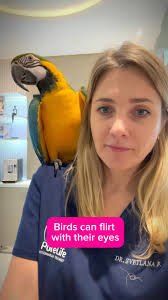 Did you know that an iris bird can attract a partner or report danger? ,  The fact is that, unlike mammals, the iris of birds consists of striated  muscles and birds can consciously control the size of ...