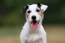 Parson Russell Terrier Dog Breed Information