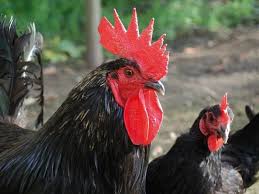 De Caractere Vif La Poule Noire Du Berry Est Une Bonne Pondeuse Precoce Pouvant Donner Une Moyenne Annuelle De 200 Oeufs A G Poule Poule Pondeuse Poulailler