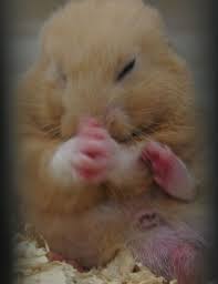 Pin On Hamster Trails