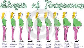 Stages Of Pregnancy