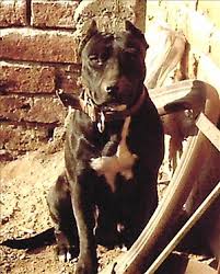 Bất ngờ, anh này bị con chó pitbull đứng cạnh đó phóng tới tấn công, quật ngã nạn nhân xuống anh h. Cho Sá»¥c Pit Bull Má»¹ Wikipedia Tiáº¿ng Viá»‡t