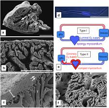 2 heart chambers just like every other fish they are called the atrium and the ventricle. A Perspective On The Evolution Of The Coronary Circulation In Fishes And The Transition To Terrestrial Life Springerlink