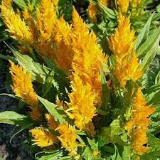 Celosia Pampas Plume Gold 2 500 Seeds Celosia Flower Flower Seeds Plants