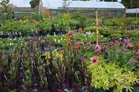 Florida plants florida gardening gardening zones container gardening gardening tips organic gardening gardening vegetables garden beds garden plants. South Florida Gardening Mounts Botanical Garden Of Palm Beach County