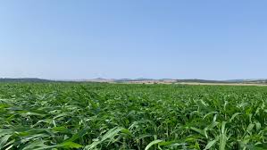Image result for Sorghum