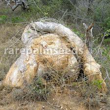 Image result for Pyrenacantha