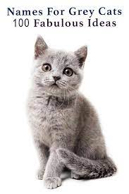 Mj on july 14, 2020: Grey Cat Names 250 Great Names For Grey Kittens