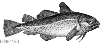 Descarga dorsch/kabeljau foto de archivo y descubre imágenes similares en adobe stock. Kabeljau Dorsch Quagga Illustrations