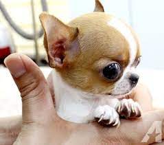 Cute Teacup Chihuahua Puppies Read For Rehoming Teacup Chihuahua Puppies Chihuahua Puppies Chihuahua Puppies For Sale