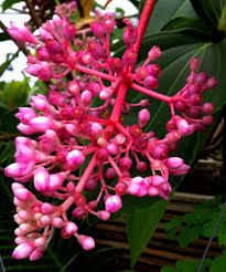 Image result for Medinilla myriantha