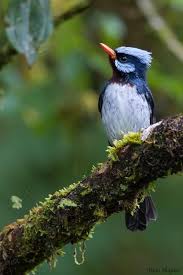 Monarca Crestiazul Azure Crested Flycatcher Schmuckmonarch Monarque A Crete Bleue Beautiful Birds Flycatcher Animals And Pets