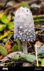 Image result for Coprinus comatus