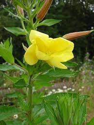 It has yellow flowers that open at sunset and close during the day. Evening Primrose Plugs Oenothera Biennis Uk Delivery Naturescape