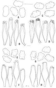 Image result for Heteromorpha sp. agg.