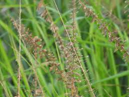 Image result for Cyperus tenuispica