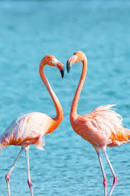 Ela acredita que o animal entrou em casa quando deixou a porta dos fundos do imóvel aberta para. Fine Art Animal Photography Flamingo Flamingos Etsy In 2021 Flamingo Flamingo Pictures Flamingo Wallpaper