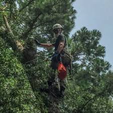 Cricket S Tree Service 18 Photos Tree Services 6392 Fitz Ln Tallahassee Fl Phone Number Yelp