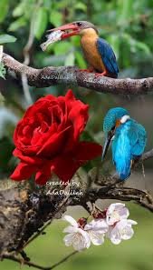 Check spelling or type a new query. Pin By Ada Dalilah On Birds Beautiful Nature Photomontage Beautiful Flowers