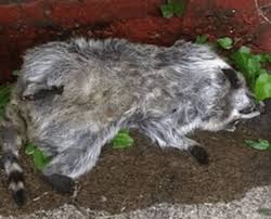 Our key motto is to serve our customers with the best possible pest control services and we ensure that there is a sense of satisfaction in you when you see your surroundings. Dead Animal Removal New Jersey Widllife Removal Service