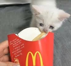 But french fries served at american mcdonald's locations are not vegetarian. Cupola Caposquadra Irregolarita Cat Stole Mc Donald Fries Cactusflowercommunications Com